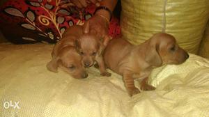 Three Brown Short Coated Puppies