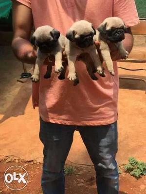 Three Faun Pug Puppies