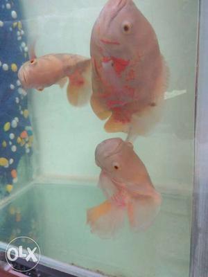 Three Pink Fish In Fish Tank