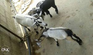 Three White And Black Goats