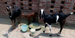 Three White And Brown Goats