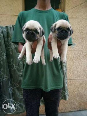 Top Quality Pug Male And Female Puppies Available