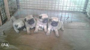Top quality PUG 2 male & 2 female pupps available