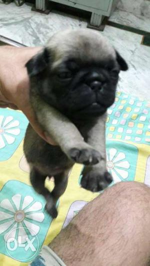 Top quality pug female in less amount. 2 fawn and