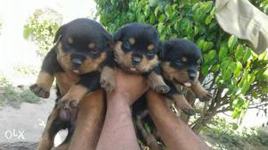 Top quality rottweiler pupps