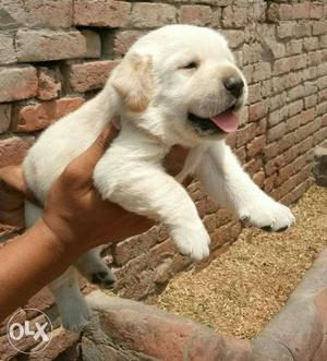 Top quality white lab puppy in less amount