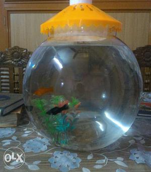 Two Black And Orange Aquarium Fishes