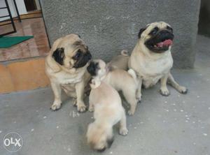 Two Brown Pugs And Litter Of Brown Pugs Puppies