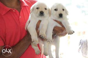 Two White Labrador Puppies
