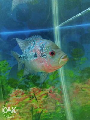 Urgent Sell Flowerhorn Size Above 4 inches