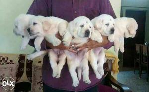 Vaccinated Labrador puppies available