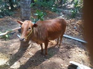 Vachur cow age 1 and 8 months