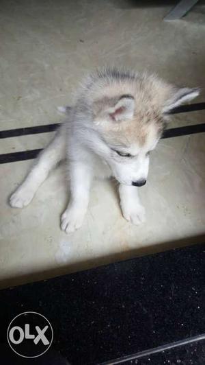 White And Beige Siberian Husky Puppy