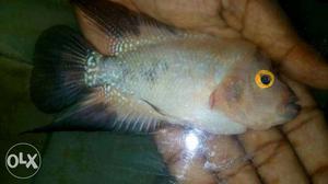 White And Brown Flowerhorn Fish