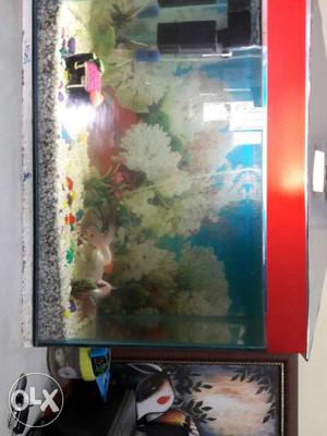 White And Orange Fish In Fish Tank