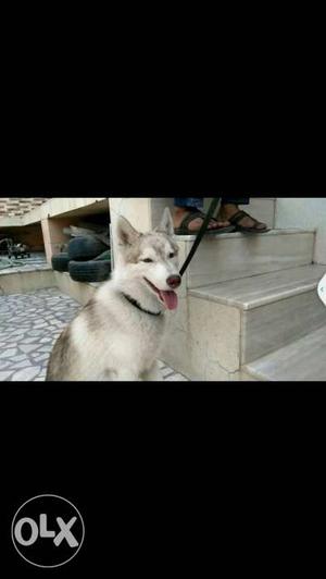 White And red Siberian Husky