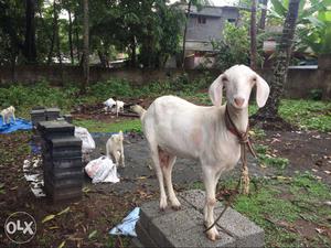 White female goat and 3 kids available for sale.