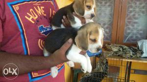 (cal me .490) import line beagle pupp n all types of