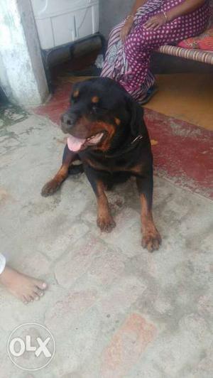 1.5 year old rottweiler female.pure breed