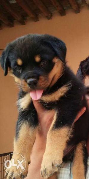 100%Pure Rottweiler female.Father champion