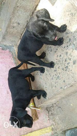 2 femail oragnal lab puppys