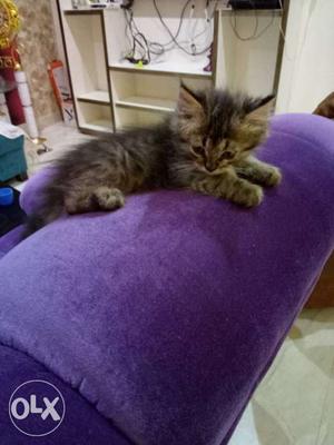 2 months old Persian kittens very active and