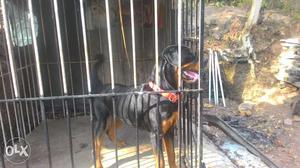 2 year old male Rott for sale..urjent
