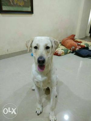 2 years 7 months male labrador ready for mating.