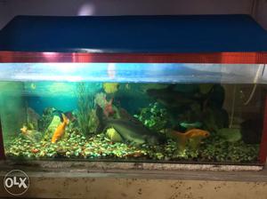 24"x60" fish tank with water filter+heater+3big