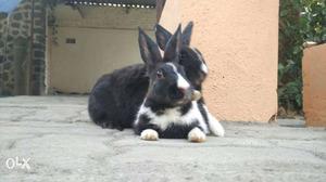 3 month old pure breed rabbit with cage