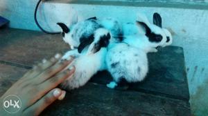 5 pieces mini Rex rabbits for sale, piece rate