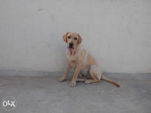 6 month old heavy bone Labrador puppy, 32 kg