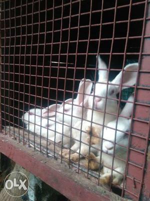 6 rabbits for sale.White colour healthy