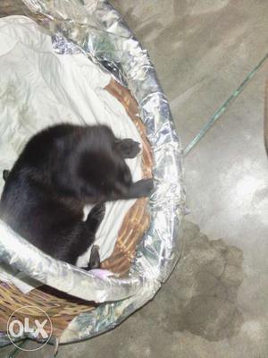 9 days old black labra puppy