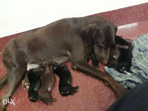 Active and healthy doberman puppies for sale at
