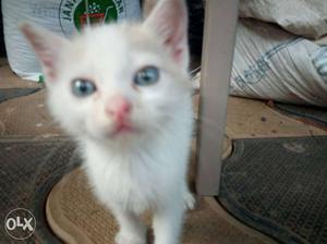 Adorable Cute kitten. Cross persian medium fur