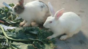 Albino Rabbit And White And Black Rabbit