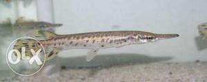 Alligator Fish (baby fish)