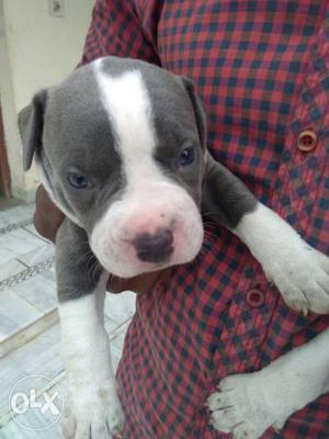 American bully grey colour blue eyes and blue nose 20 days