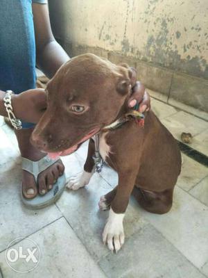 American pit bull female age 4 months colour