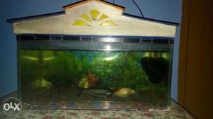 Aquarium 2 feet, with stones, Filter, Fishes &
