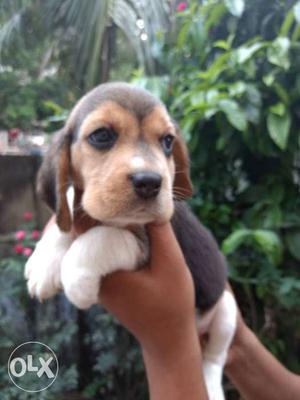 Beagle beautiful puppy superb quality available