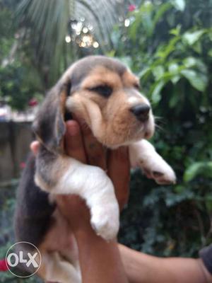 Beagle puppy available in ready stock available