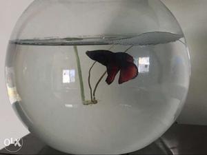 Beautiful ans very active Betta fish with bowl
