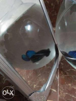 Black And Blue Betta Fish