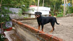 Black And Brown Pet Rottweiler