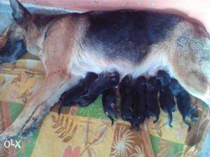 Black And Tan German Sheperd Dog With Litter