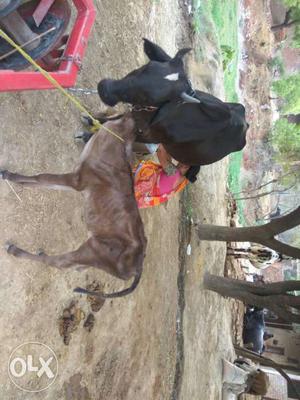 Black Cow In Pukhrayan