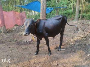 Black കാള In Kuttiattoor