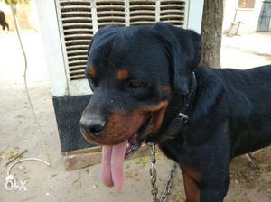 Black Rottweiler Dog pure breed Age-2 yaers old pet